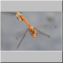 Sympetrum striolatum - Grosse Heidelibelle 00e.jpg